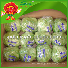 Spring brand iceberg lettuce with premium price